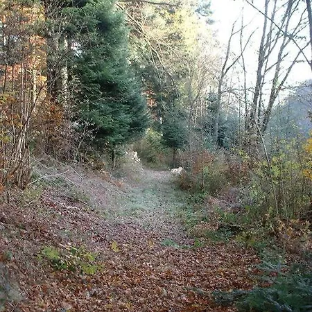A L'oree Du Bois